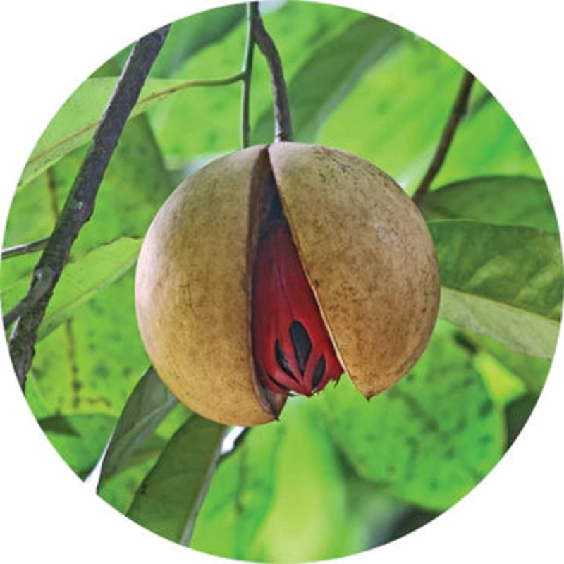 Nutmeg Essential Oil – Living Libations 5ml