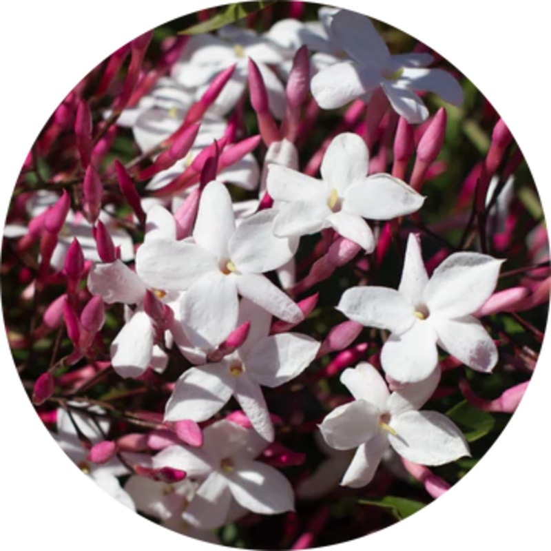 Jasmine Attar Motia Essential Oil – Living Libations 2.5ml