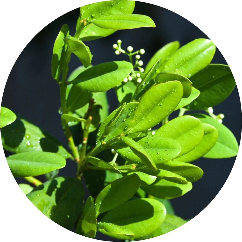 Ravensara Essential Oil – Living Libations 5ml