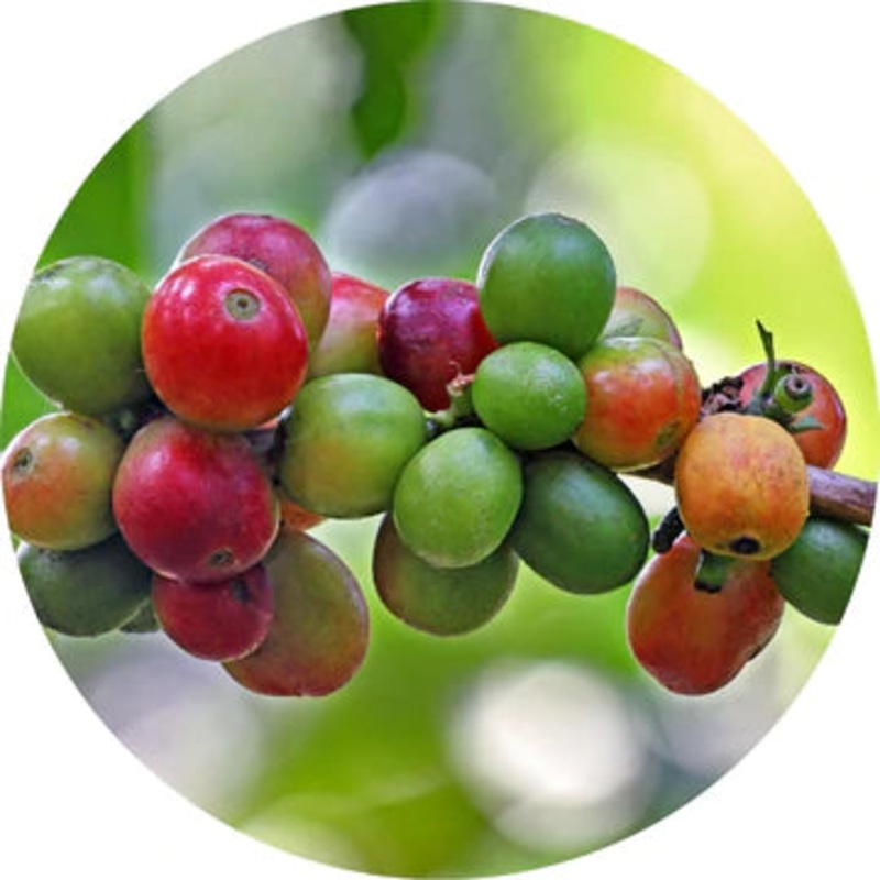 Coffee Bean Essential Oil – Living Libations 5ml