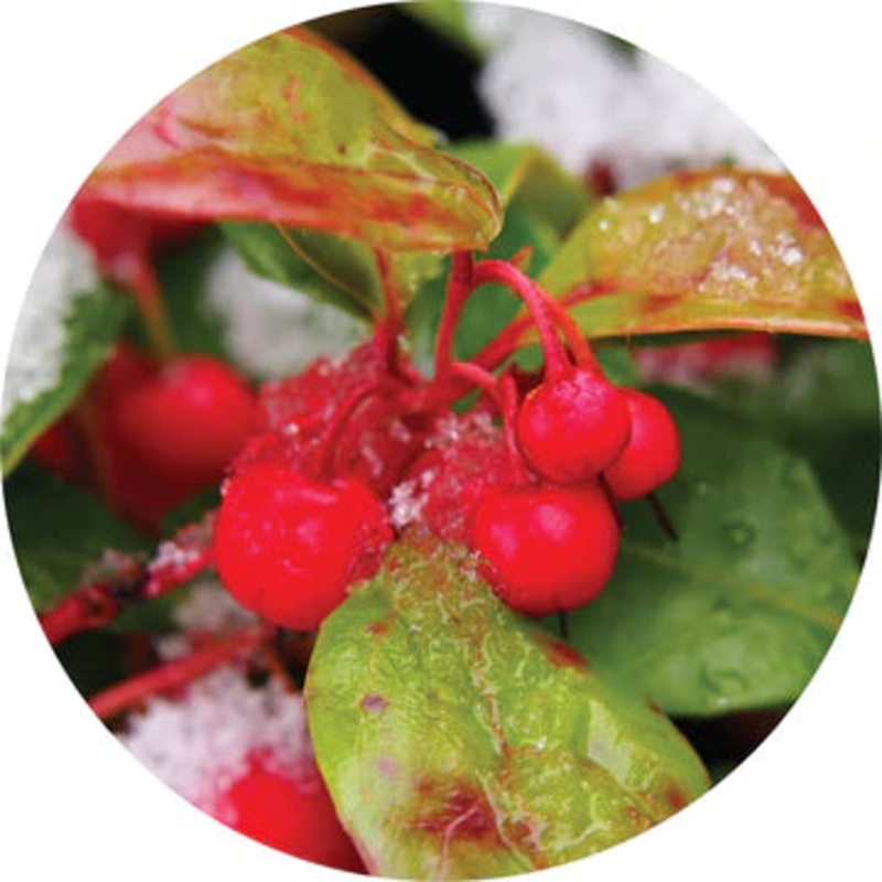Wintergreen Essential Oil – Living Libations 5ml