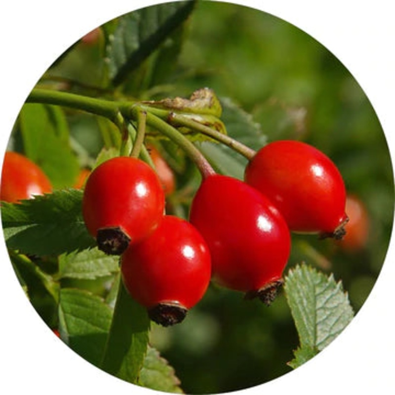 Wild Rosehips Carrier Oil – Living Libations 30ml