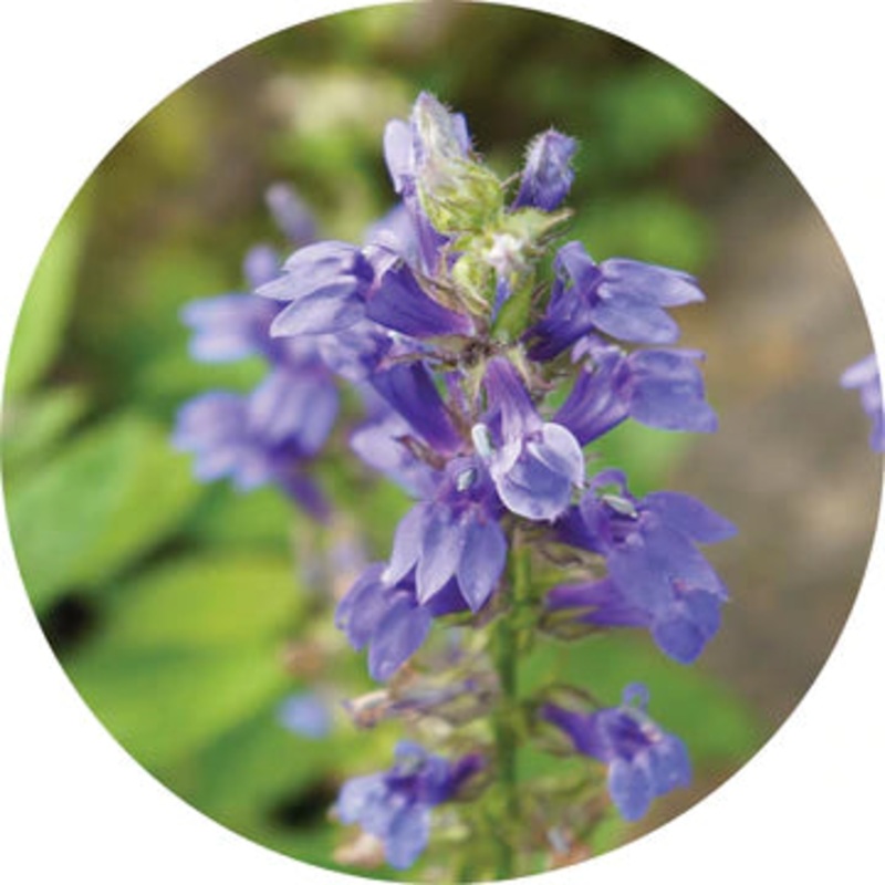 Hyssop Essential Oil – Living Libations 5ml