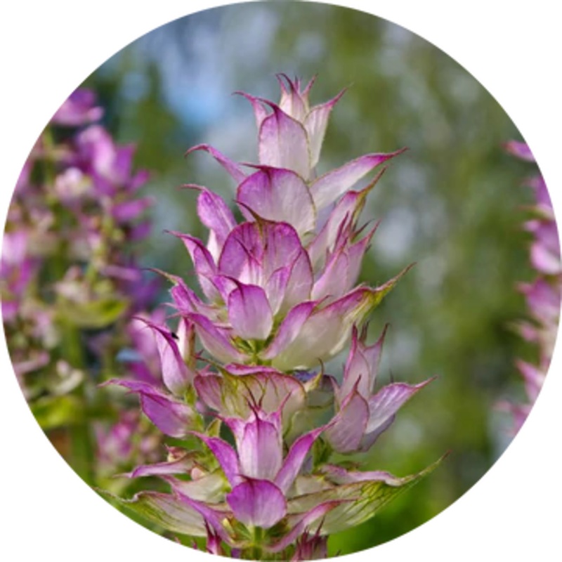 Clary Sage Essential Oil – Living Libations 5ml