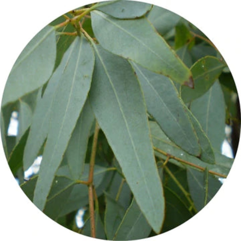 Eucalyptus Lemon Ironbark Essential Oil – Living Libations 5ml