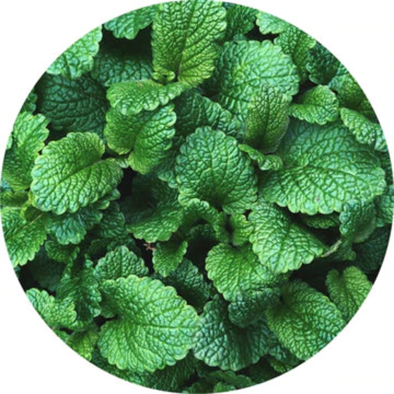 Mountain Mint Essential Oil – Living Libations 5ml