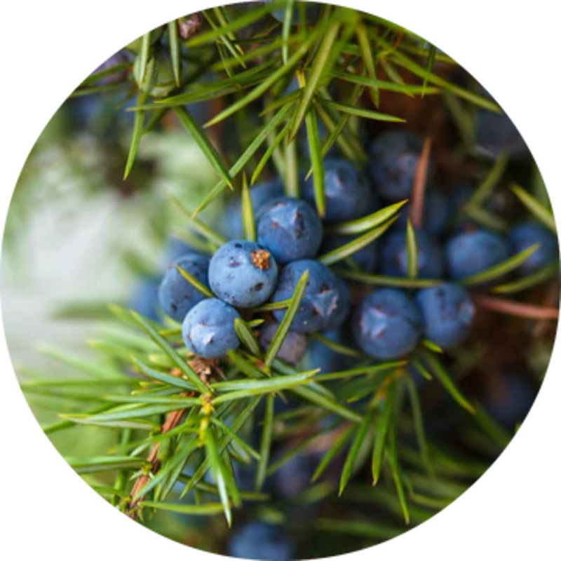 Juniper Berry Essential Oil – Living Libations 5ml