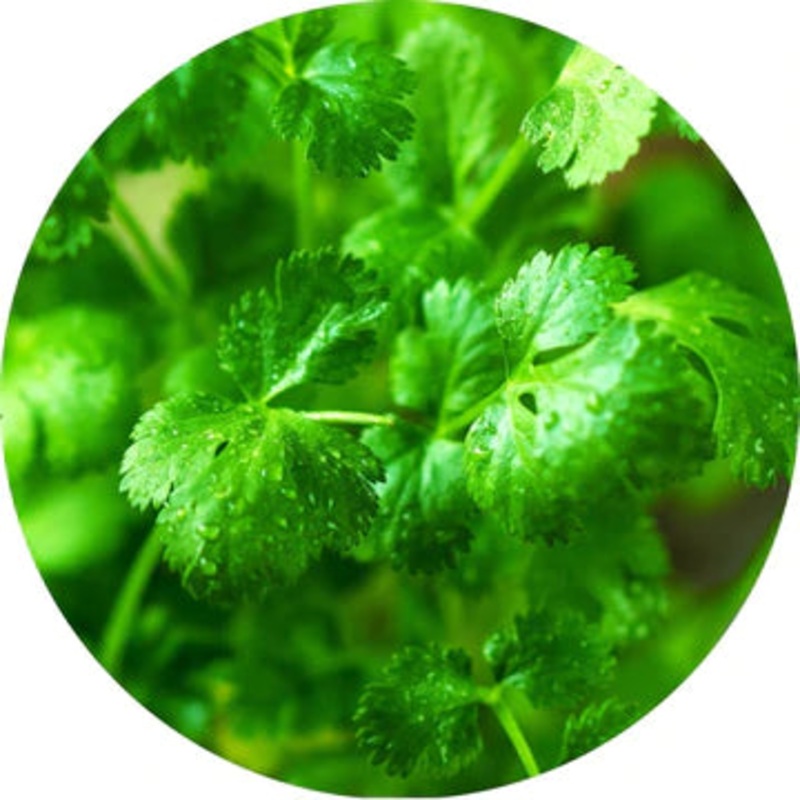 Cilantro Leaf Essential Oil – Living Libations 5ml