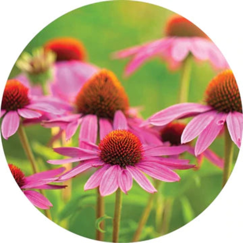 Echinacea Essential Oil – Living Libations 5ml