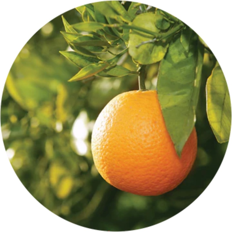 Petitgrain Essential Oil – Living Libations 5ml