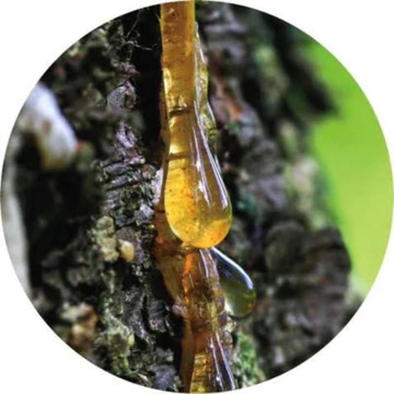 Pine Tar Absolute – Living Libations 5ml