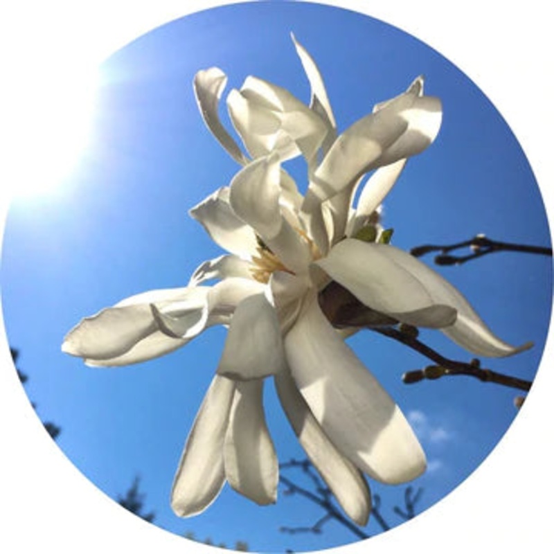 Magnolia Flower Essential Oil – Living Libations 5ml
