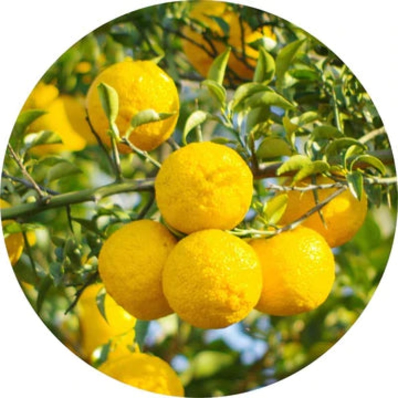 Yuzu Essential Oil 5ml – Living Libations