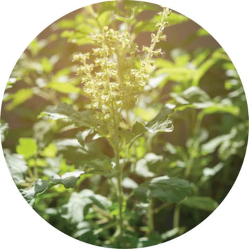 Holy Basil Essential Oil – Living Libations 5ml